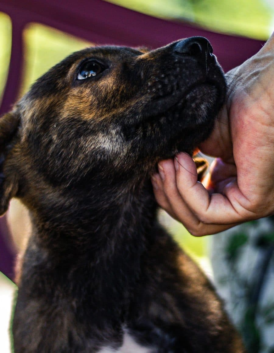 Une main caresse un chiot dans un refuge