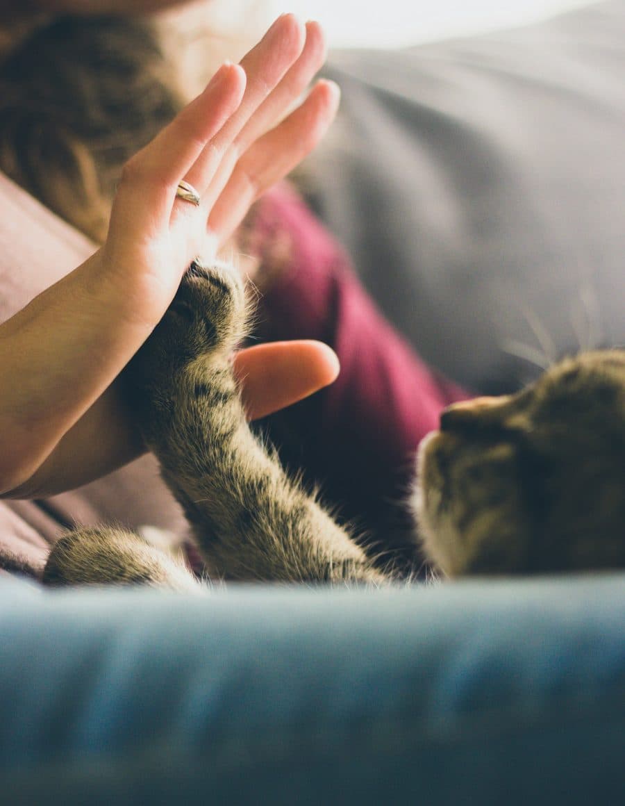 Un chat pose sa patte dans la main d'une bénévole