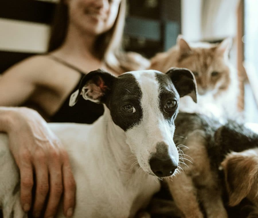 Une bénévole tient un chien et un chat dans un refuge